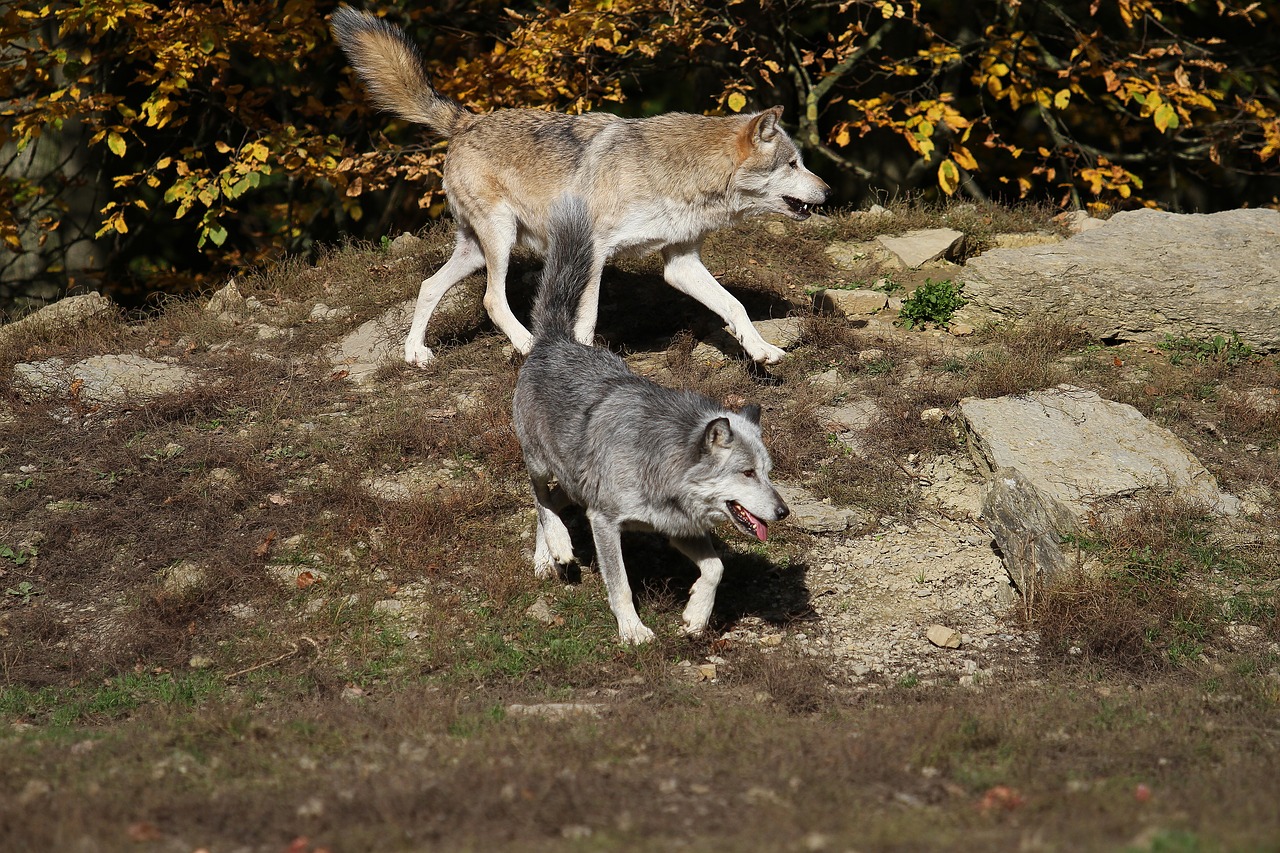 wolves timber wolves predator free photo