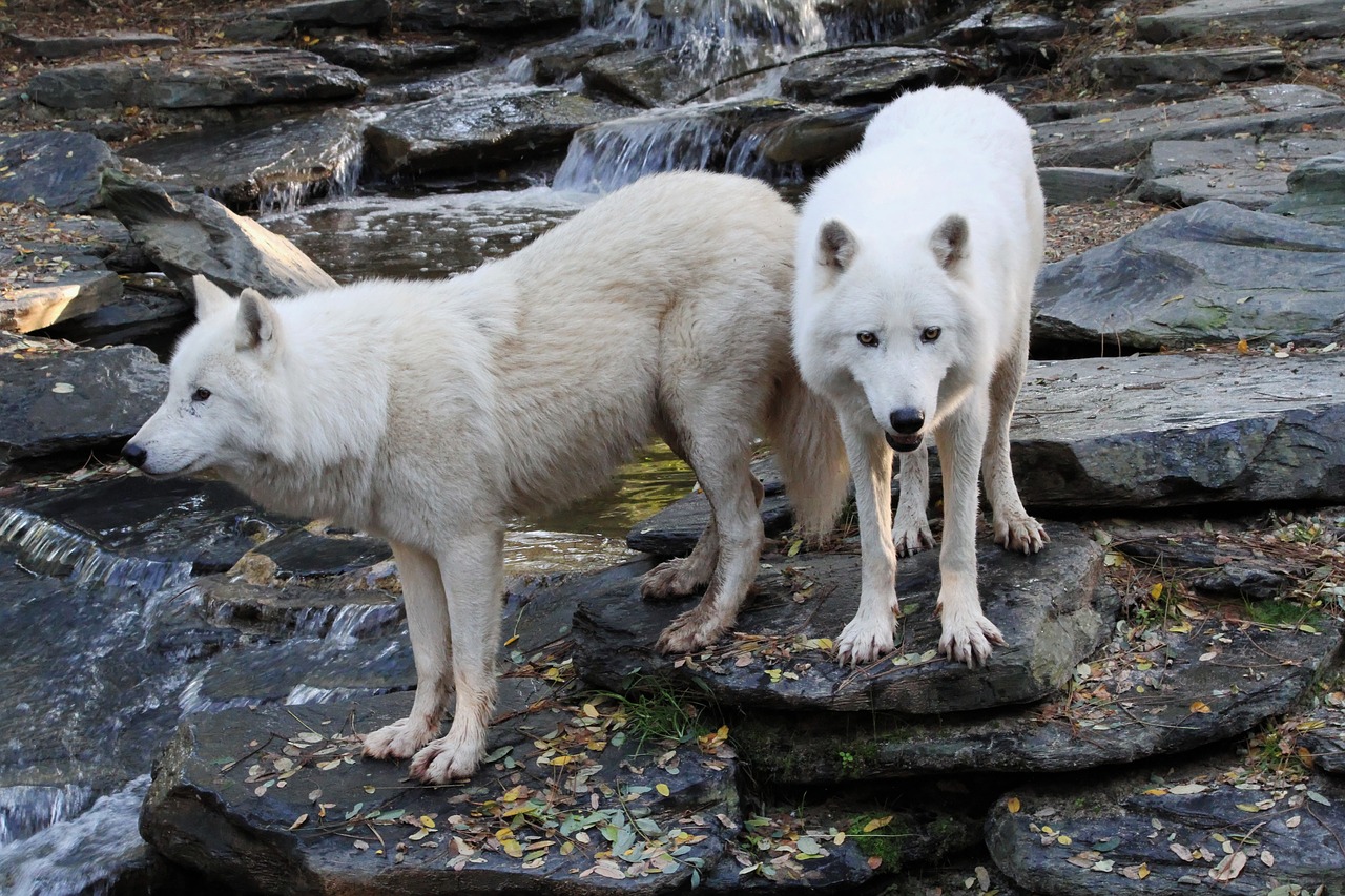 wolves whites animal free photo