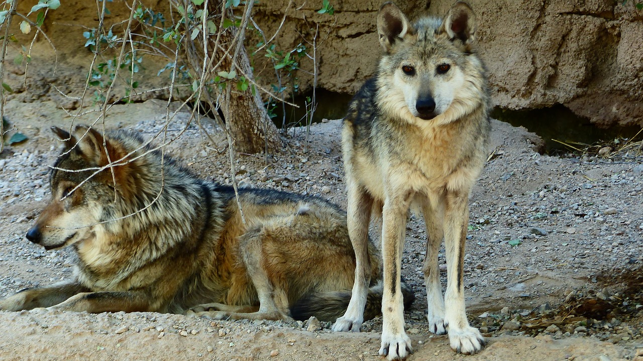 wolves  animals  predator free photo