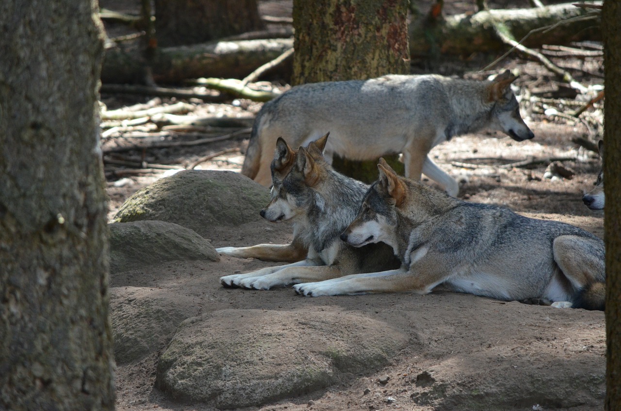 wolves wolf pack wild animal free photo