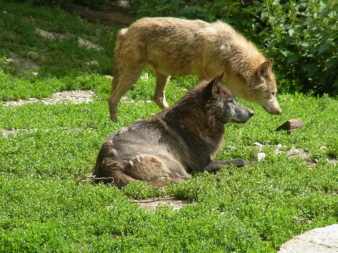 wolves canis lupus wild animal free photo