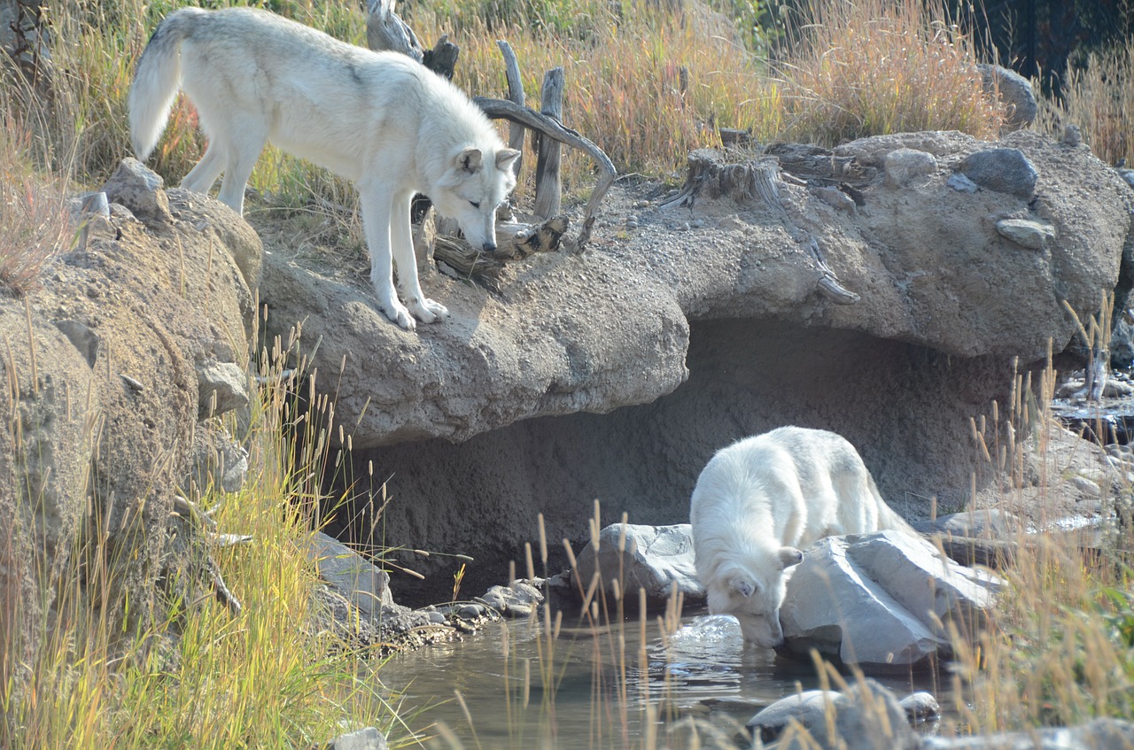 wolves white wolves animals free photo