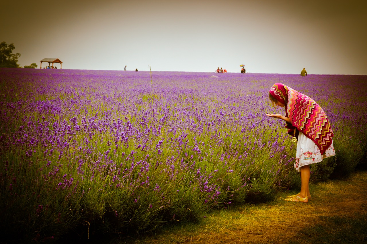 woman flowers field free photo