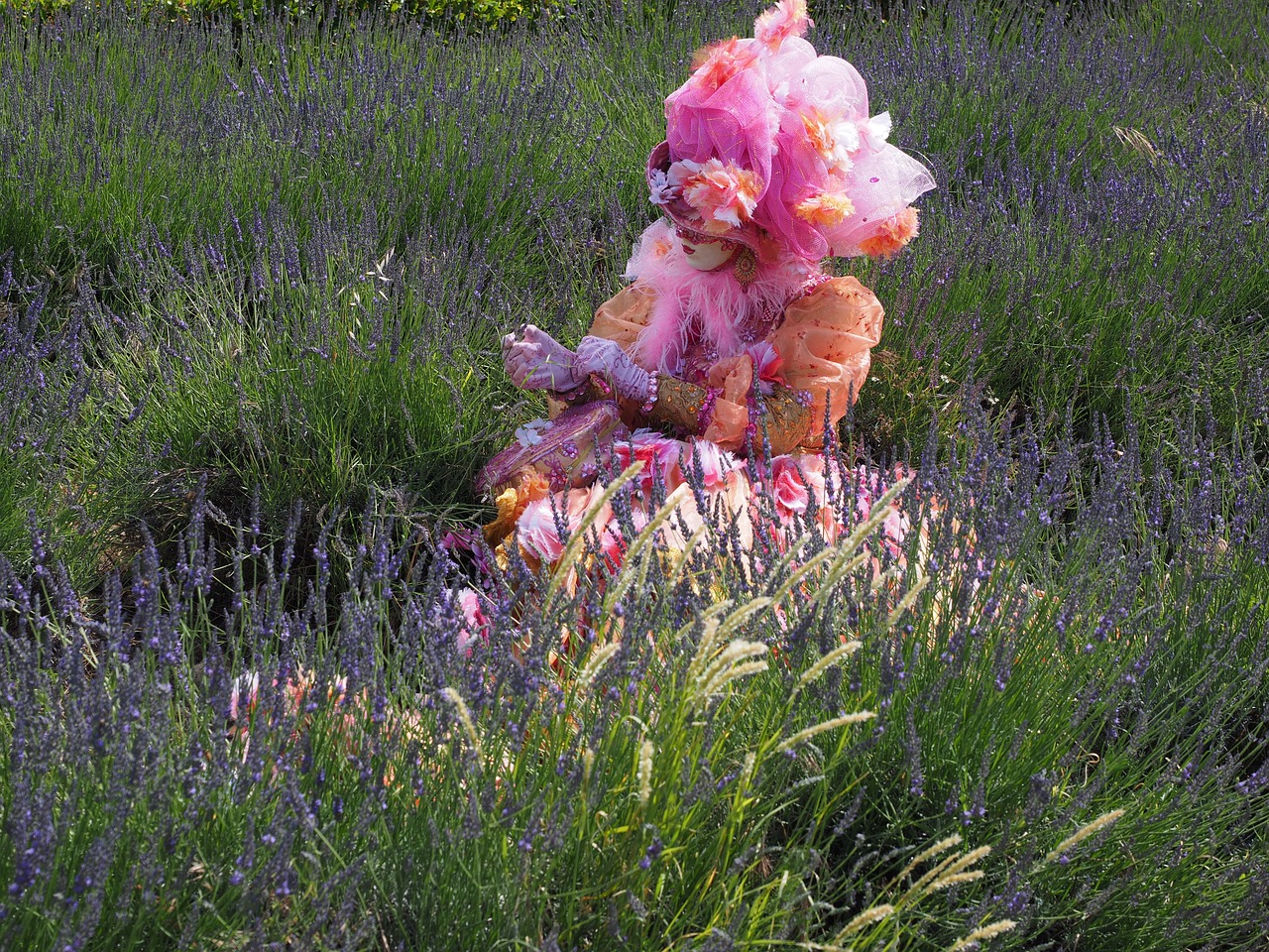 woman costume lavender field free photo
