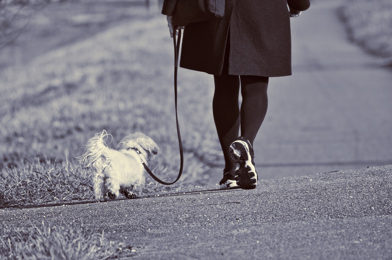 woman walking dog free photo