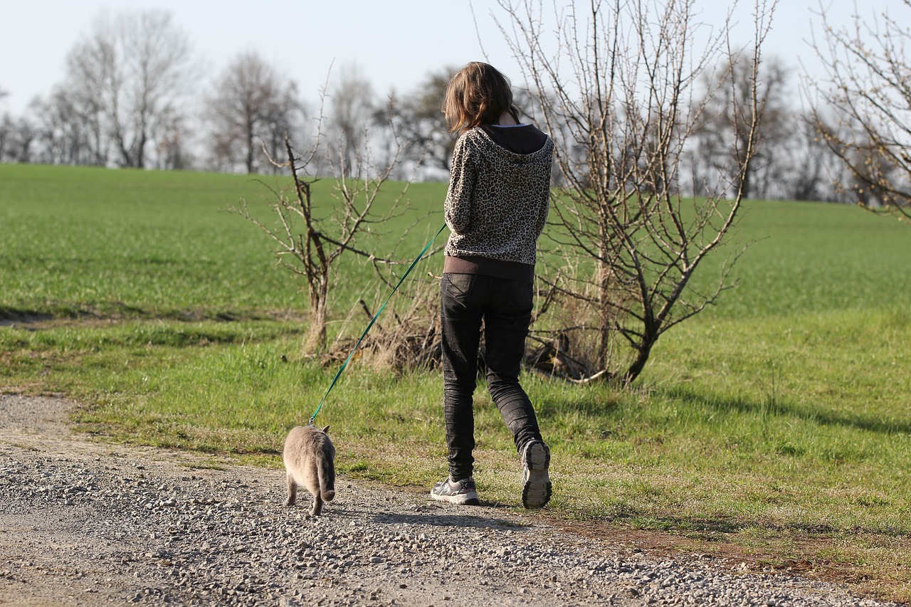 woman  cat  walk free photo