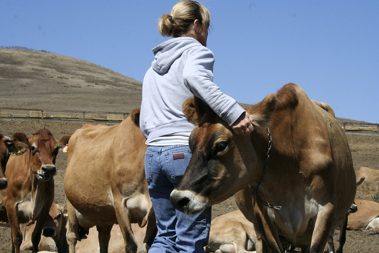 woman cows jerseys free photo