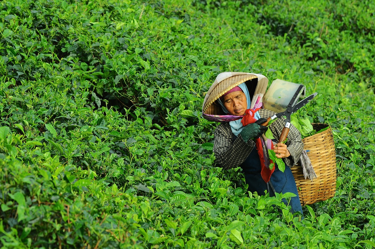 woman harvesting tea free photo