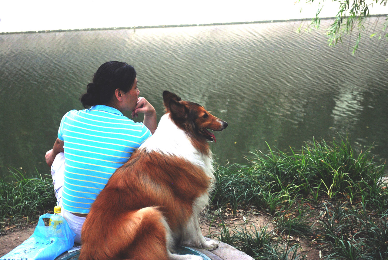 dog collie breed free photo