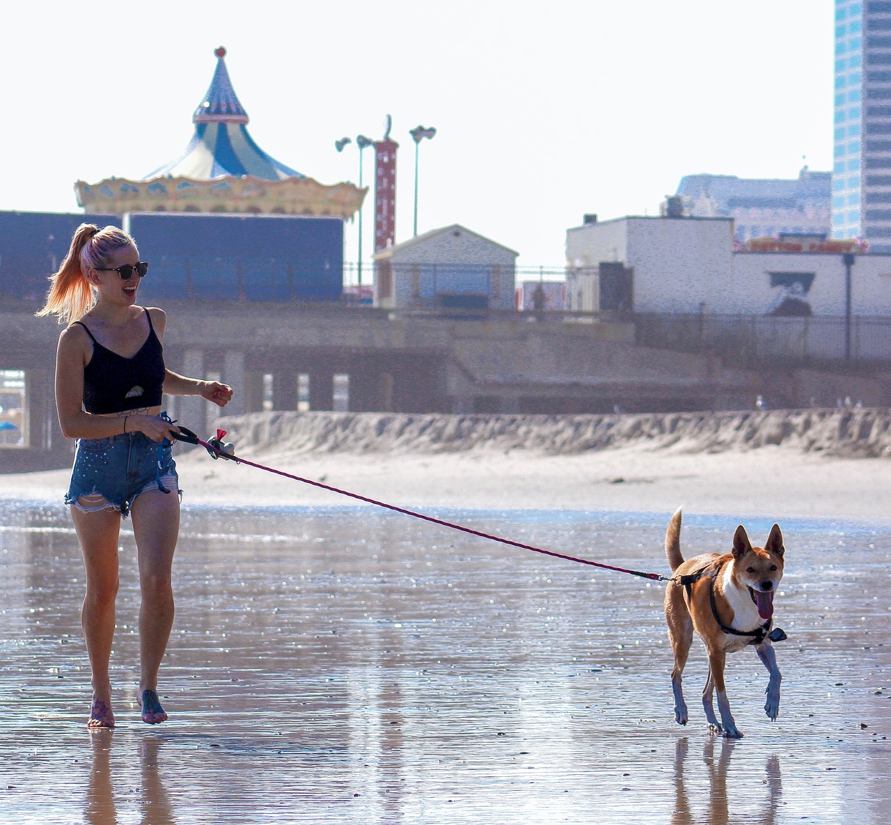 woman and dog  walking the dog  dog walking free photo