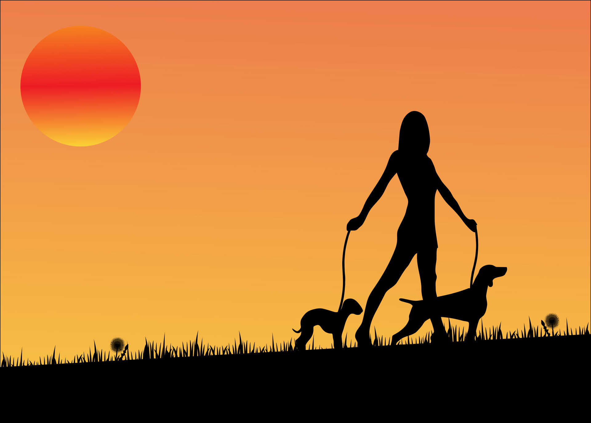 sunset dog dogs free photo
