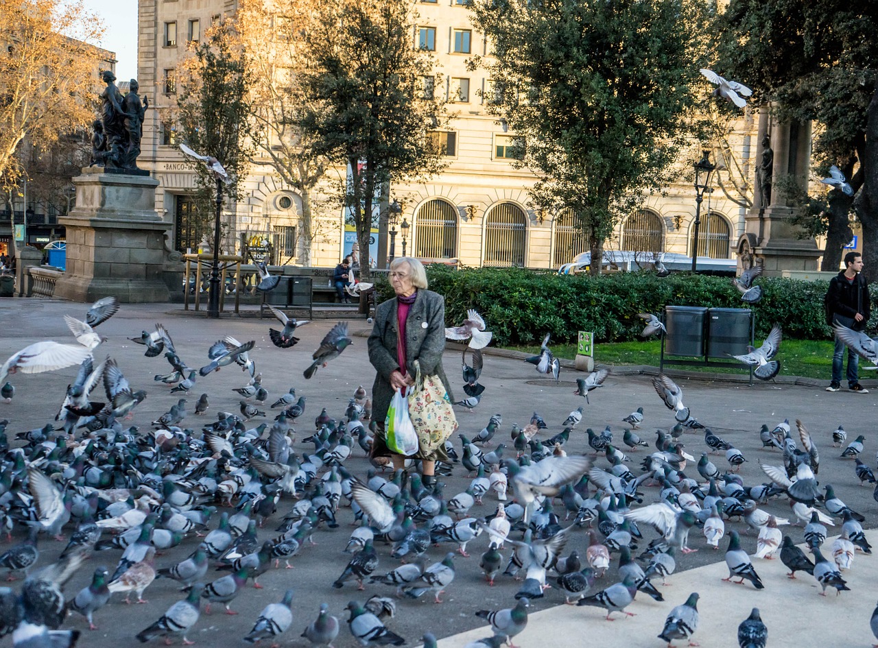 woman feeding birds barcelona spain free photo