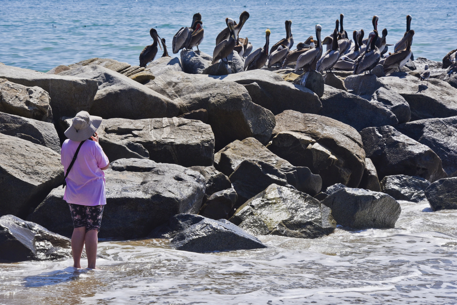 pelicans beach woman hat free photo