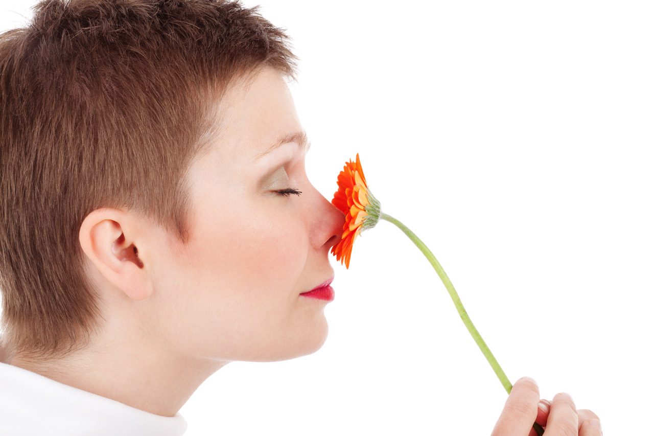 gerbera adult beauty free photo