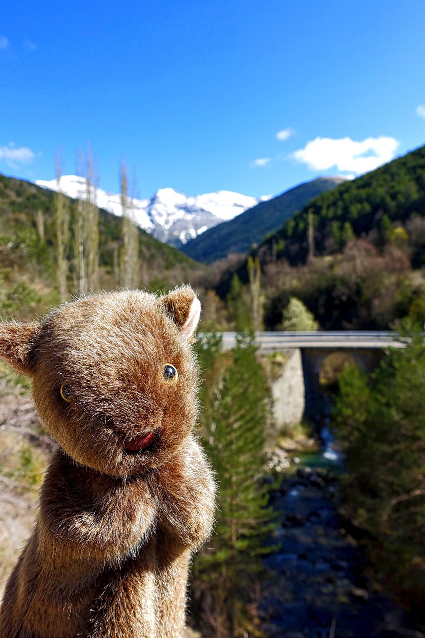 wombat fun marsupial free photo