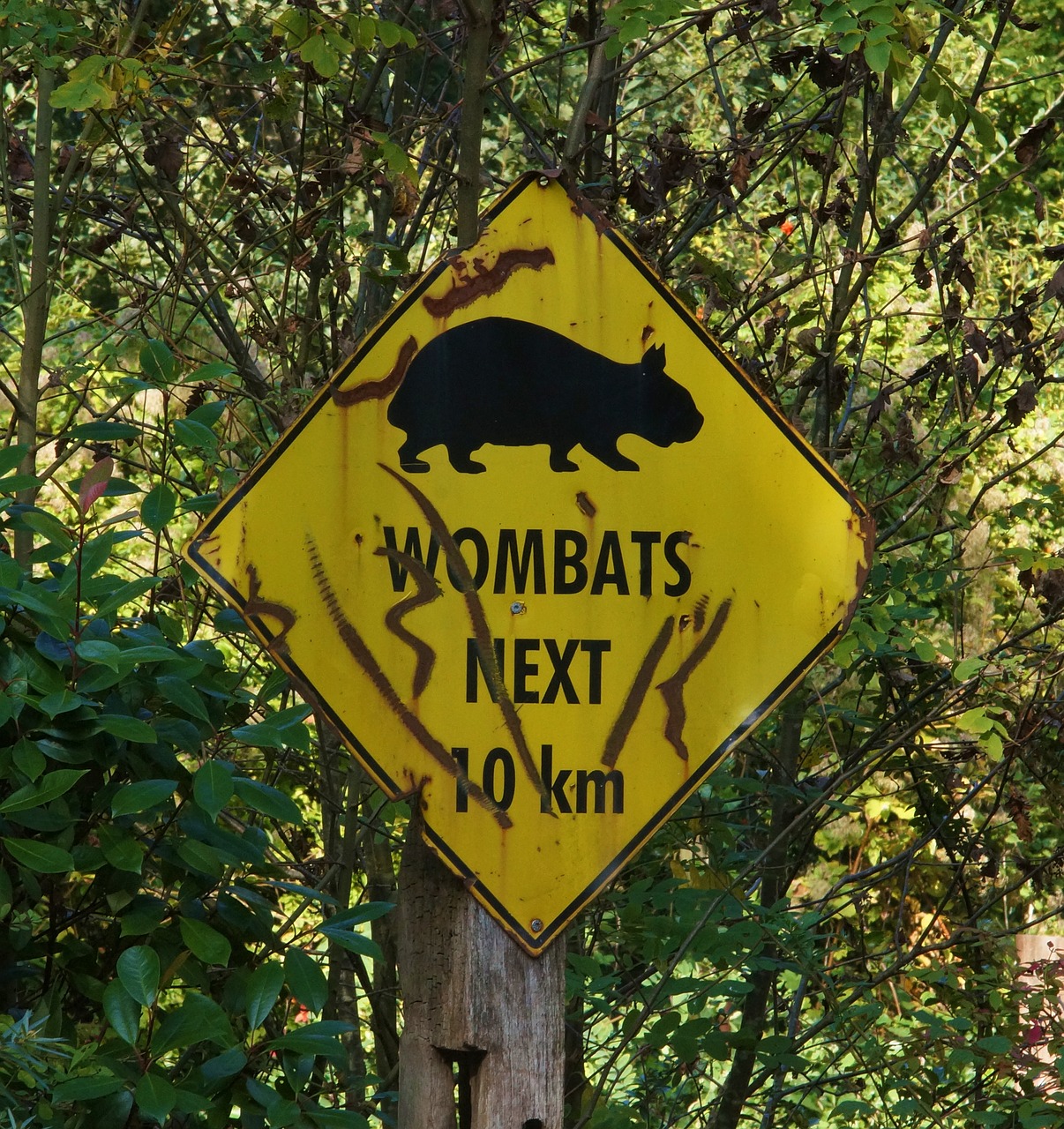 wombat shield warning free photo