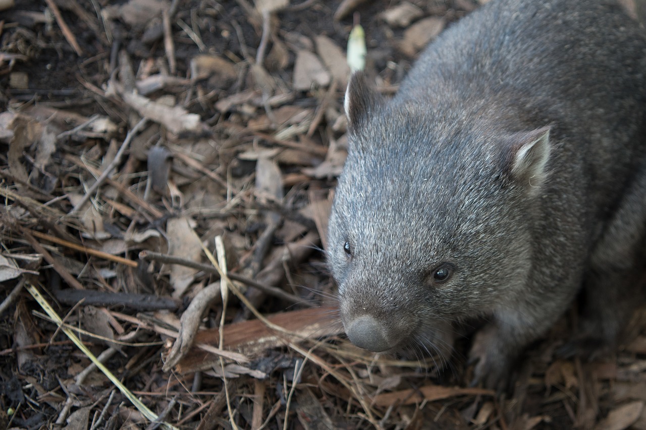 wombat wildlife marsupial free photo
