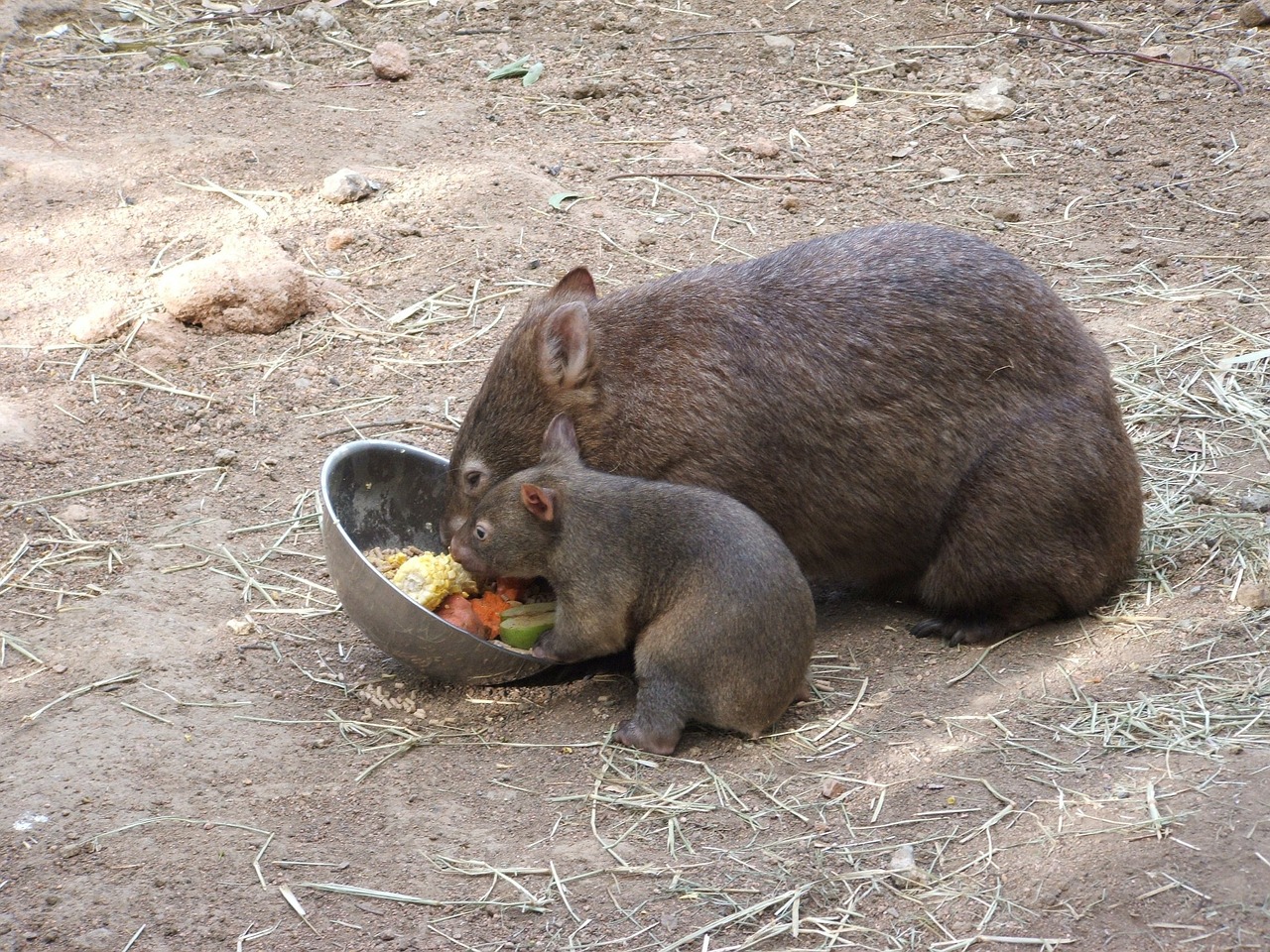 wombat animal cute free photo