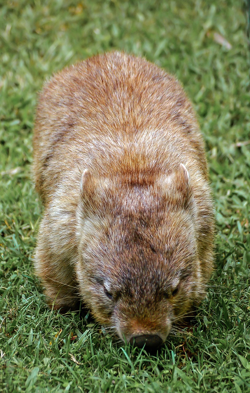 wombat marsupial furry free photo