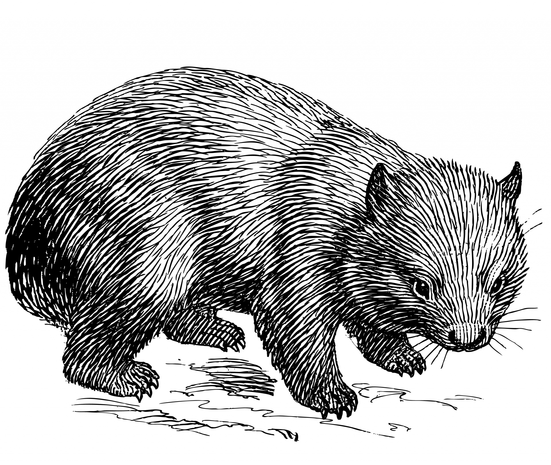 wombat animal line art free photo