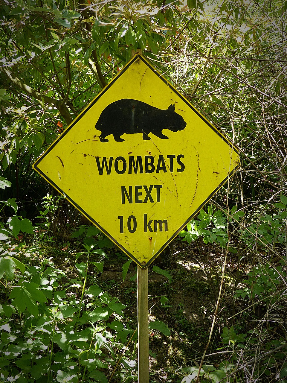 wombats wombat shield free photo