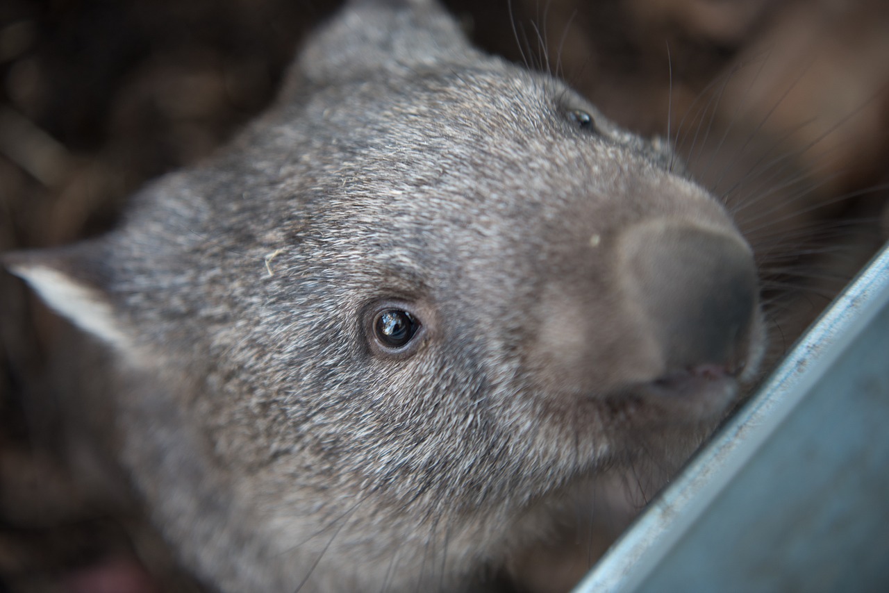 wombats tasmania marsupial free photo