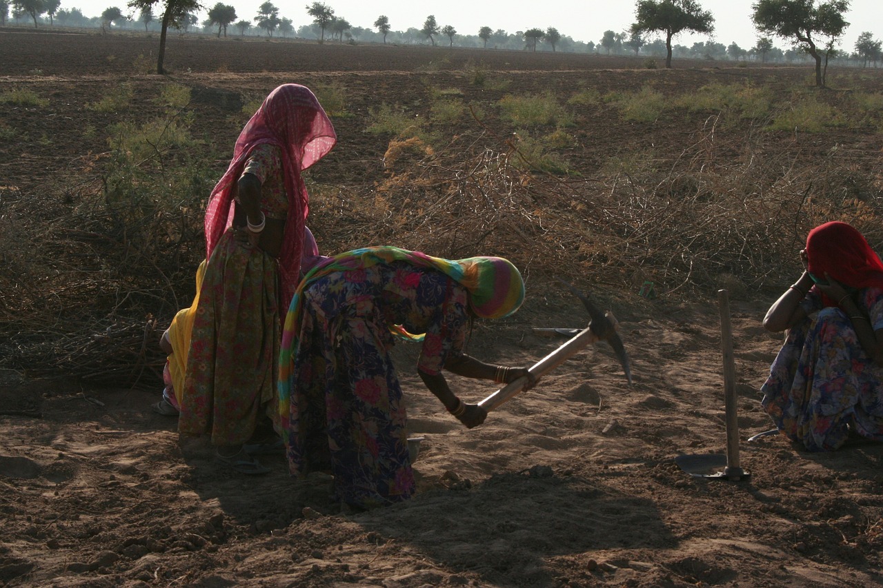 women work rajasthan free photo