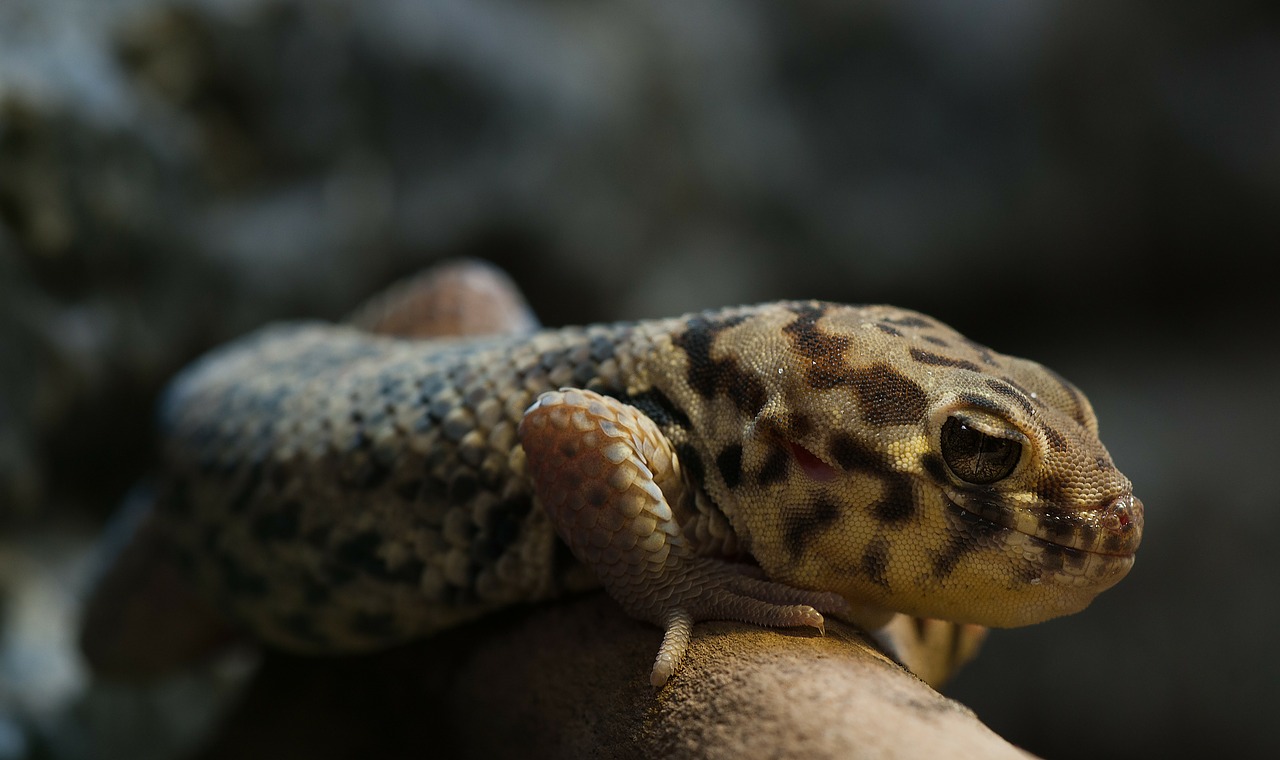 wonder gecko rough scincus reptile free photo