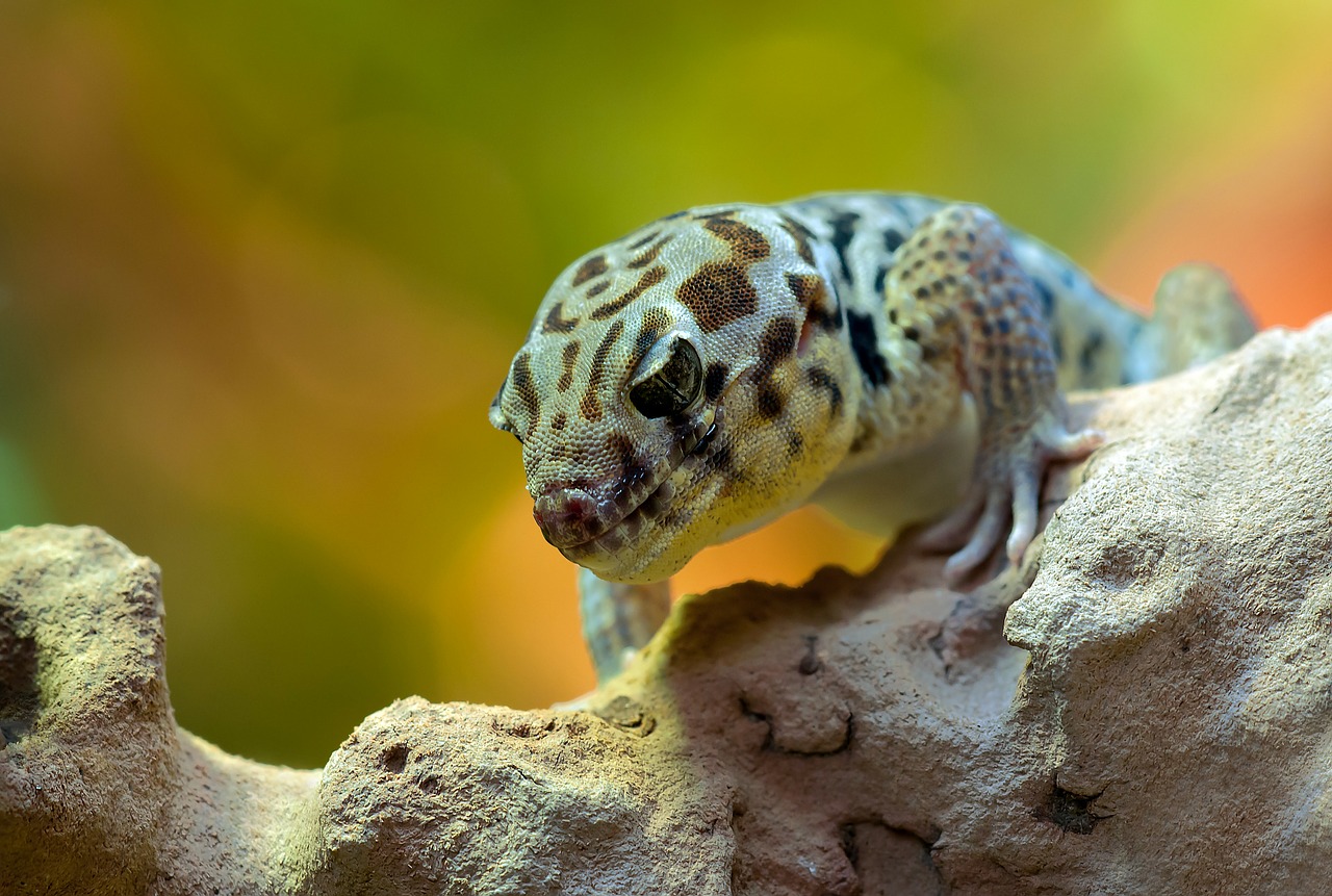 wonder gecko rough scincus terrarium free photo