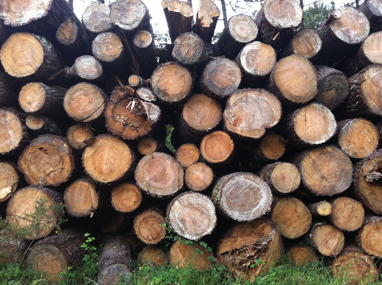 wood texture tree free photo