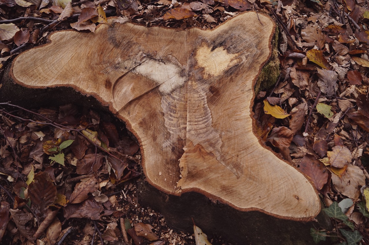 wood log stump free photo