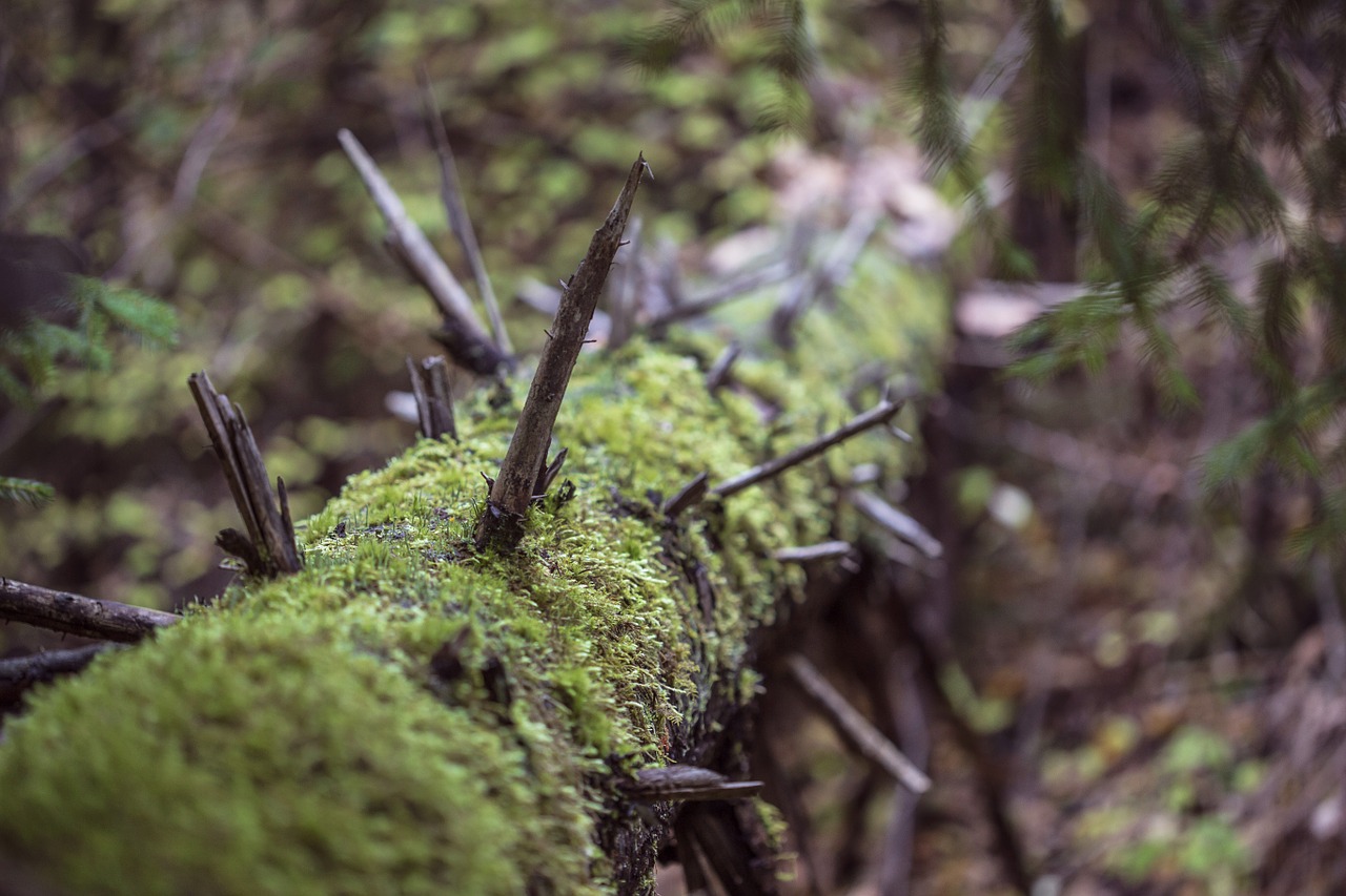 wood old dead free photo