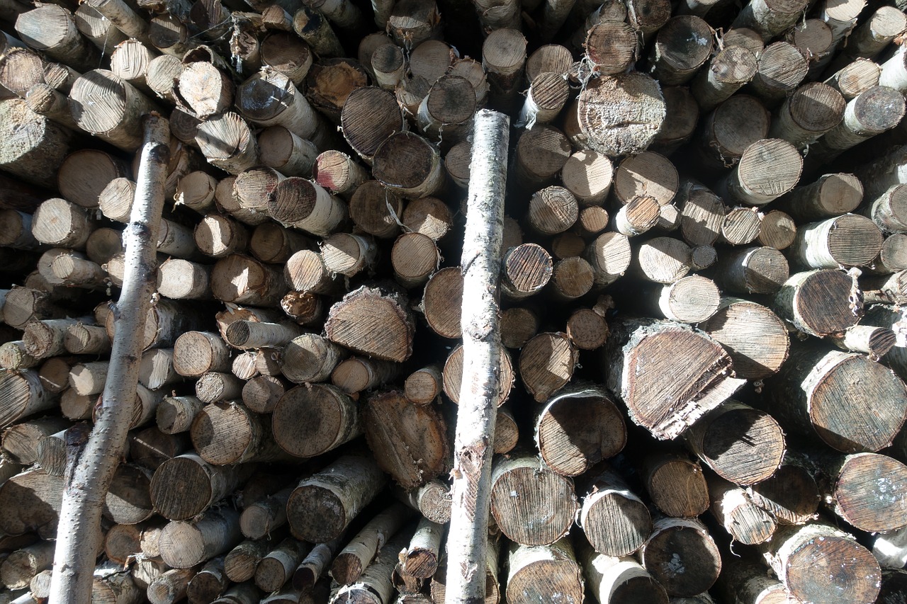 wood birch firewood free photo