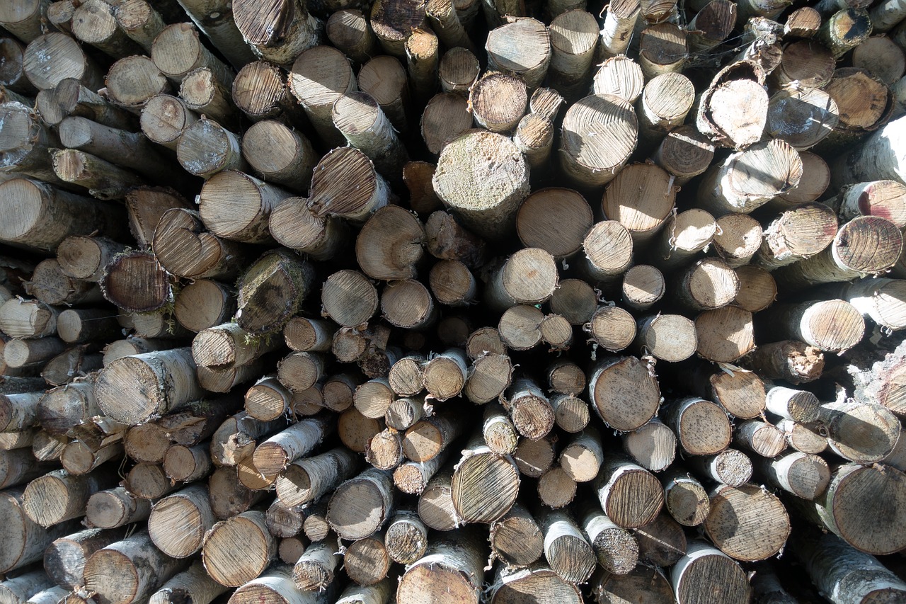 wood birch firewood free photo