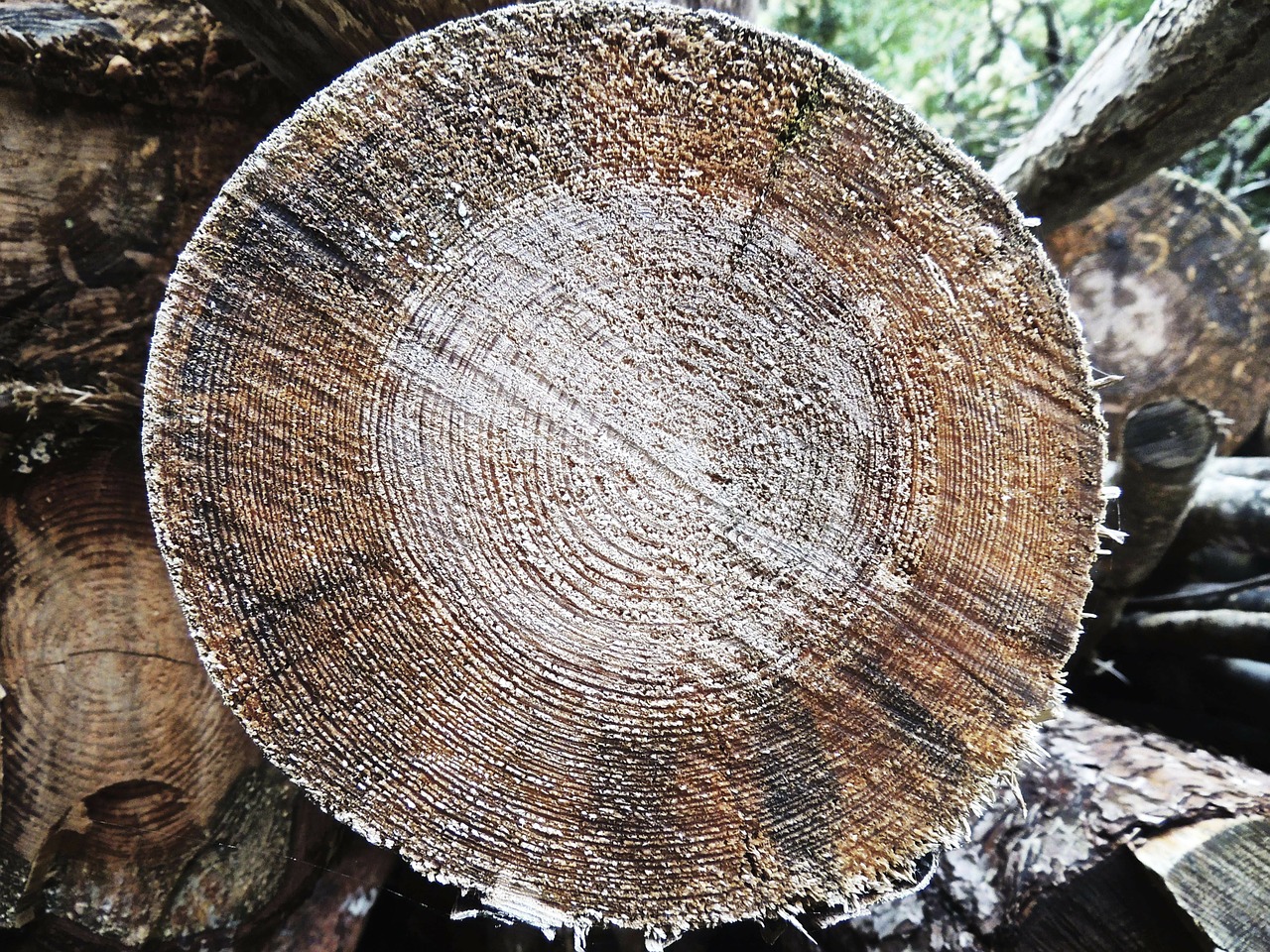 wood cross section tribe free photo