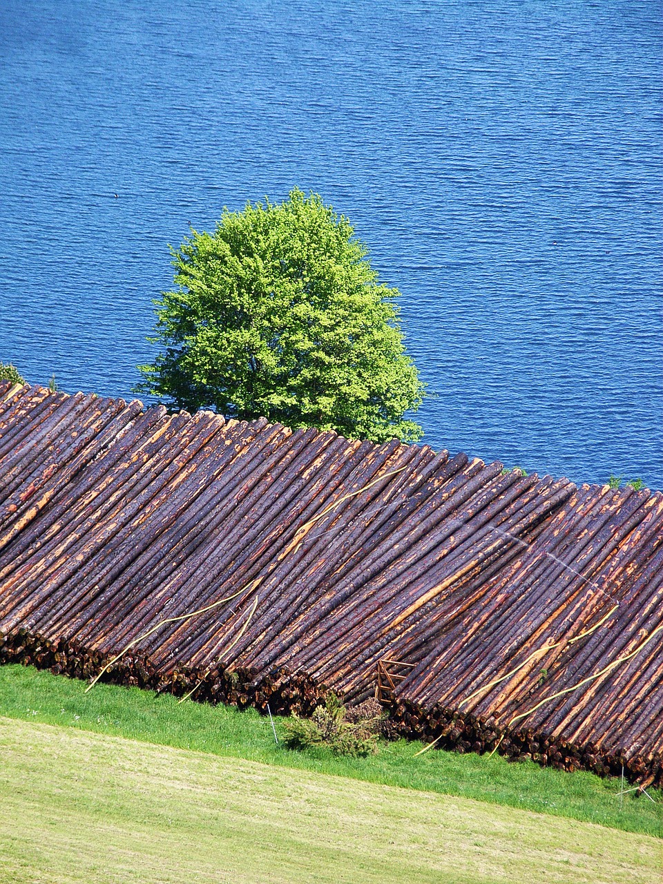 wood tree trunks logging free photo