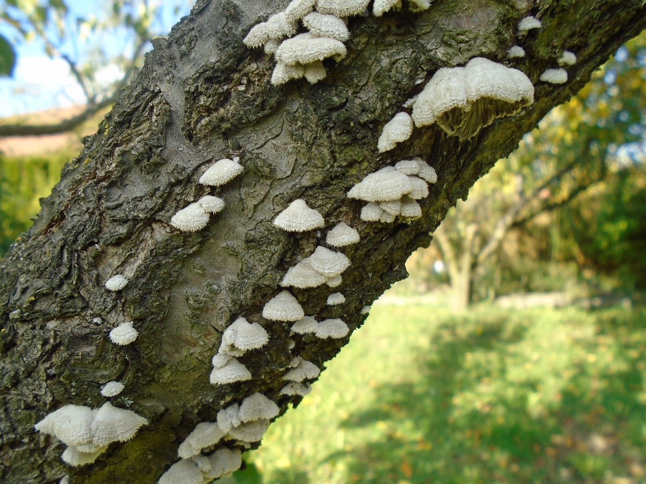 wood mushroom autumn free photo