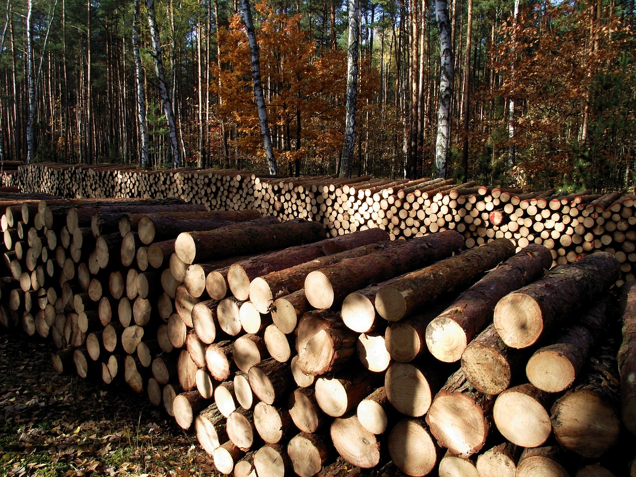 wood autumn sawn timber free photo