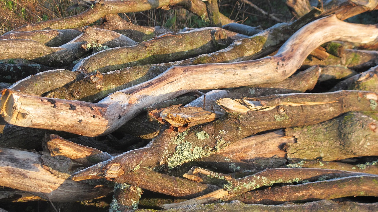 wood cup wood pile free photo