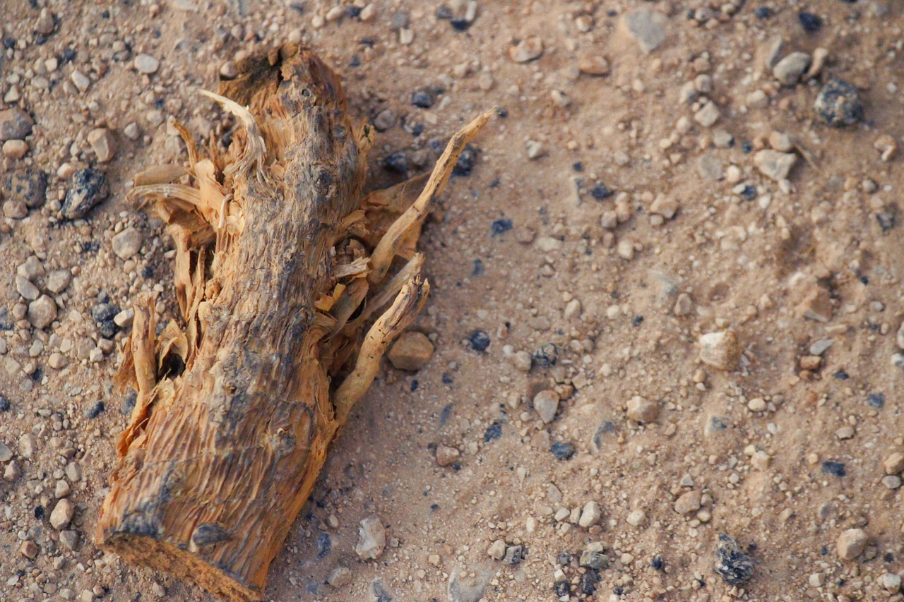 wood root earth free photo