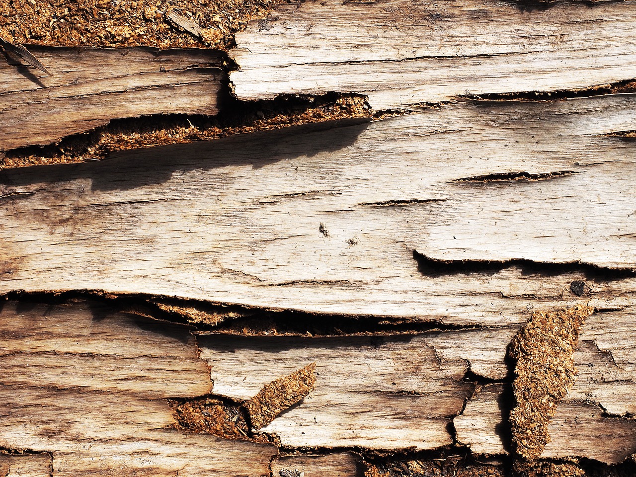 wood bark texture free photo