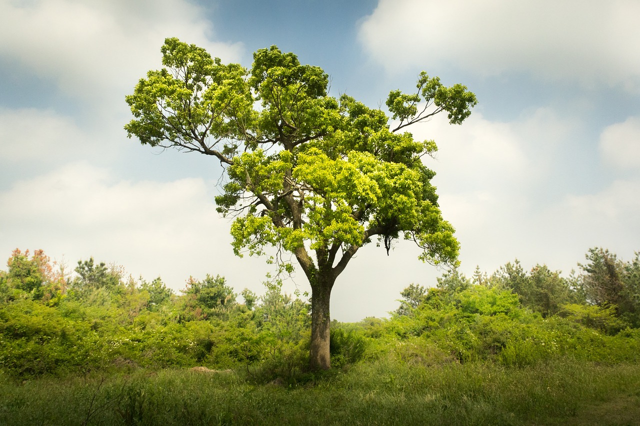 wood cloud plants free photo