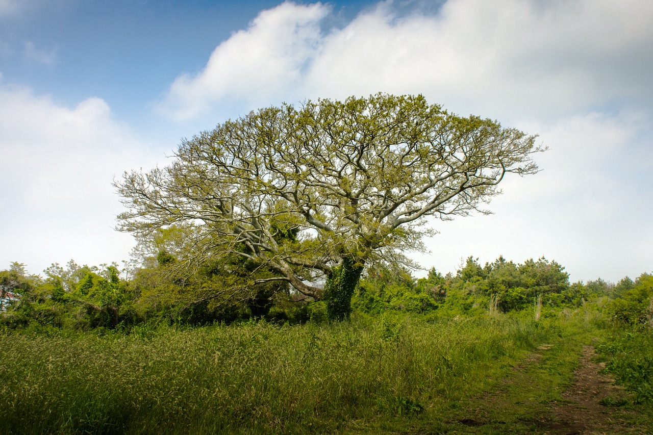 wood cloud plants free photo