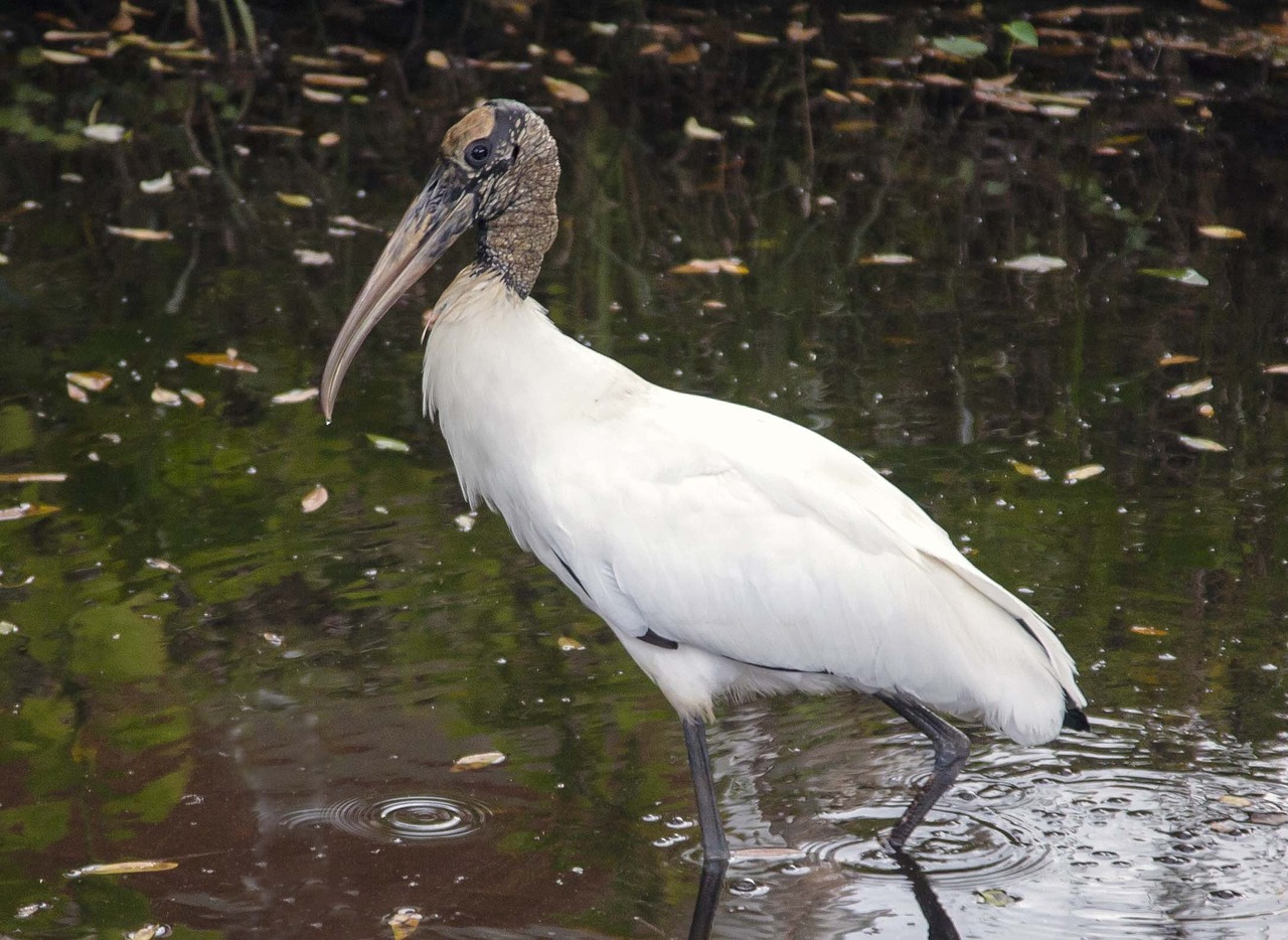 wood stork endangered free photo