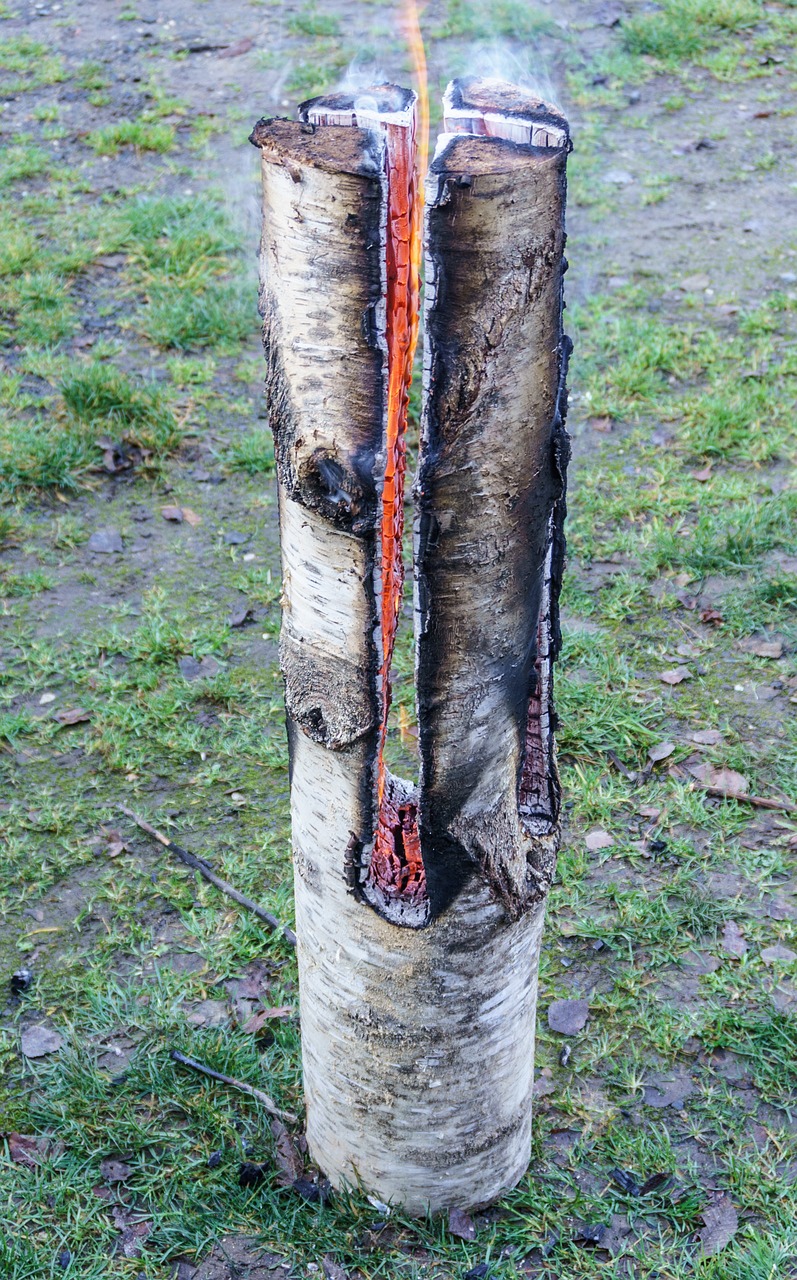 wood tribe birch free photo