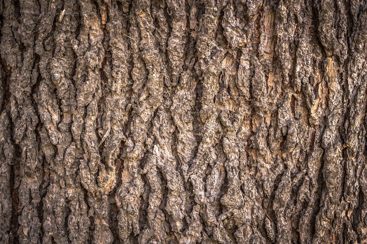 wood texture bark free photo