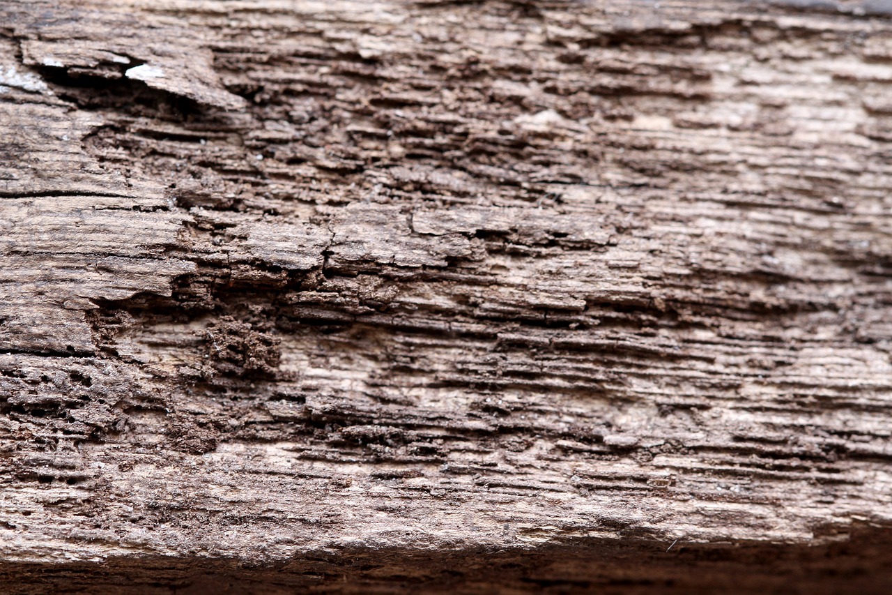 wood texture grain free photo