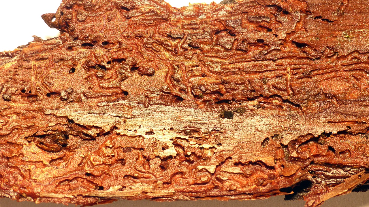 wood bark wood worm free photo