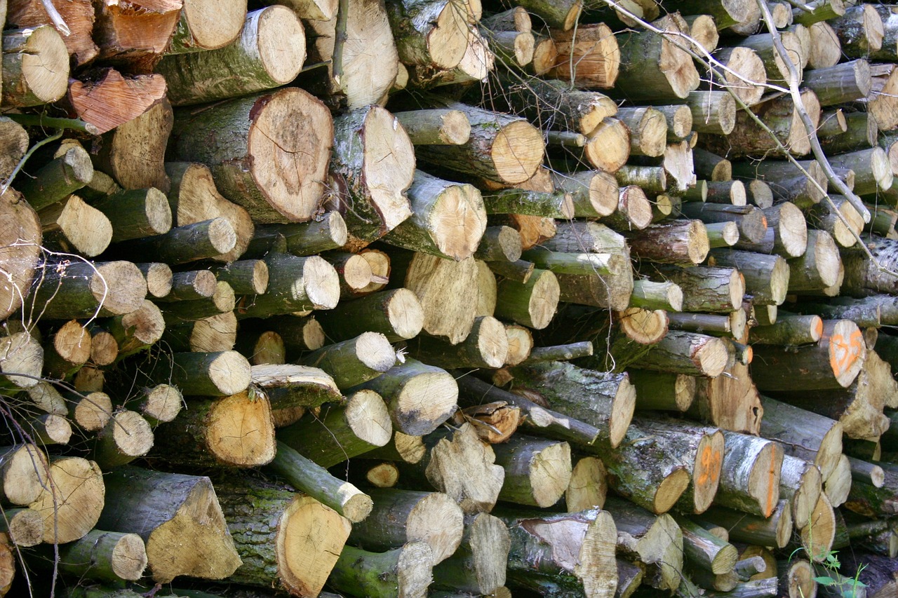 wood forest wood pile free photo