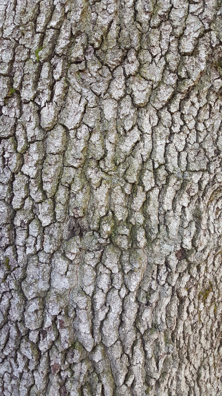 wood bark tree free photo
